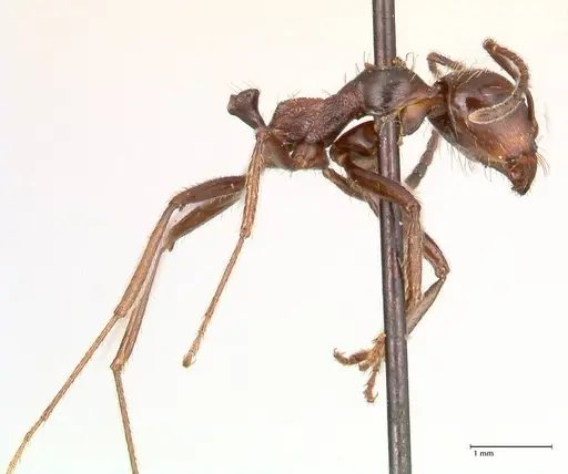Messor decipiens specimen FOCOL0627 image focol0627_4