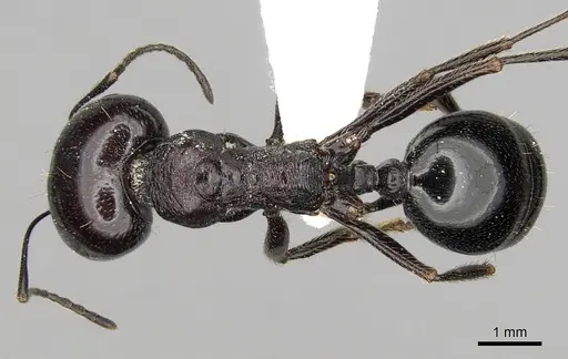 Messor dentatus specimen CASENT0281607 image casent0281607_1