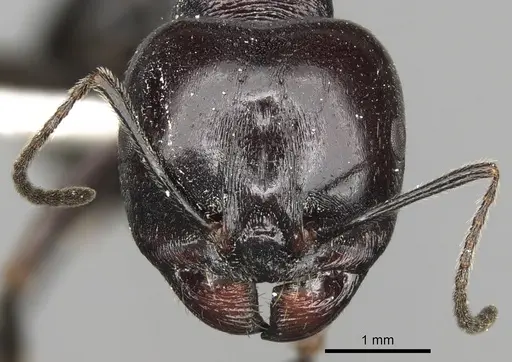 Messor dentatus specimen CASENT0281607 image casent0281607_2