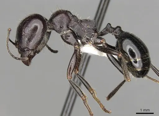 Messor dentatus specimen CASENT0281607 image casent0281607_3