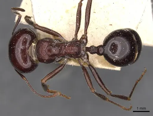 Messor dentatus specimen CASENT0907733 image casent0907733_1