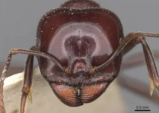 Messor dentatus specimen CASENT0907733 image casent0907733_2