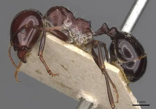 Messor dentatus specimen CASENT0907733 image casent0907733_3
