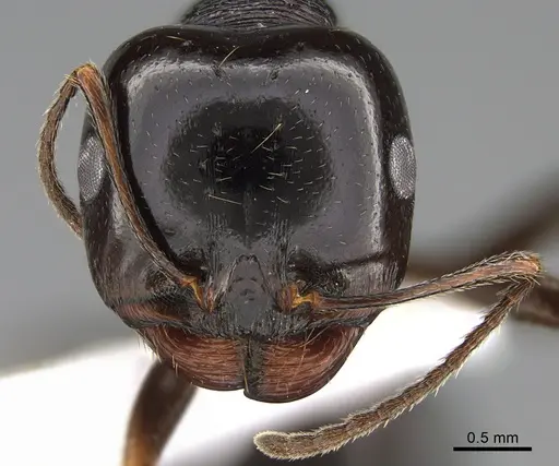 Messor ebeninus specimen ANTWEB1041905 image antweb1041905_2