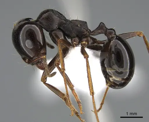 Messor ebeninus specimen ANTWEB1041905 image antweb1041905_3