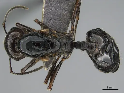 Messor ebeninus specimen ANTWEB1041906 image antweb1041906_1