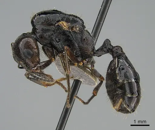 Messor ebeninus specimen ANTWEB1041906 image antweb1041906_3