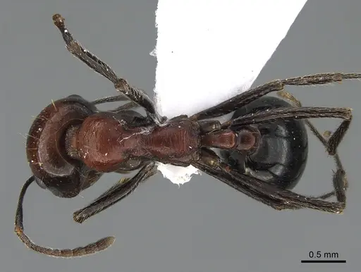 Messor ebeninus specimen ANTWEB1041911 image antweb1041911_1