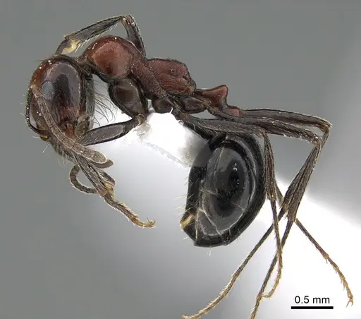 Messor ebeninus specimen ANTWEB1041911 image antweb1041911_3