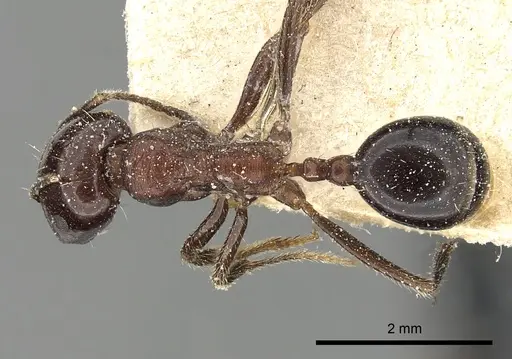 Messor ebeninus specimen CASENT0249822 image casent0249822_1