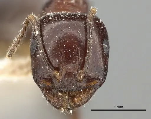Messor ebeninus specimen CASENT0249822 image casent0249822_2