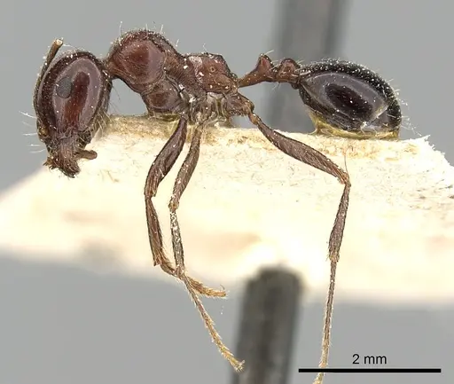 Messor ebeninus specimen CASENT0249822 image casent0249822_3