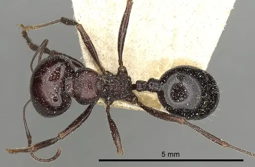 Messor ebeninus specimen CASENT0249823 image casent0249823_1