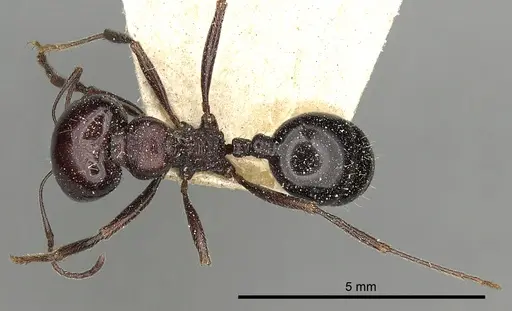 Messor ebeninus specimen CASENT0249823 image casent0249823_2