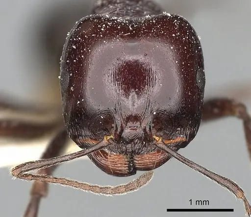 Messor ebeninus specimen CASENT0249823 image casent0249823_3