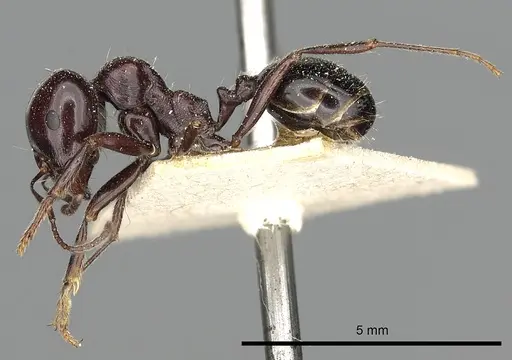 Messor ebeninus specimen CASENT0249823 image casent0249823_4