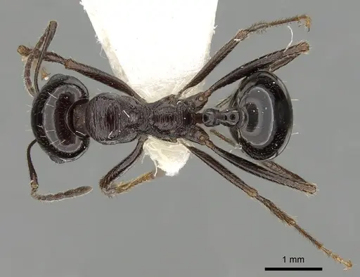 Messor ebeninus specimen CASENT0249861 image casent0249861_1