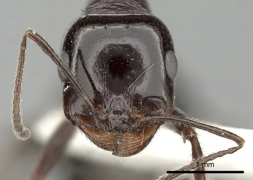 Messor ebeninus specimen CASENT0249861 image casent0249861_2