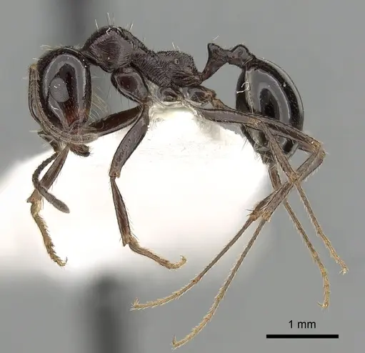 Messor ebeninus specimen CASENT0249861 image casent0249861_3