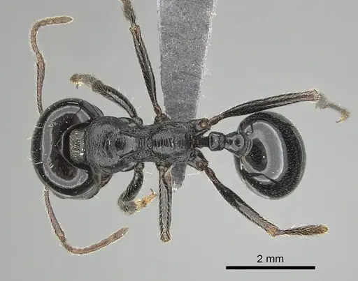 Messor ebeninus specimen CASENT0263749 image casent0263749_1
