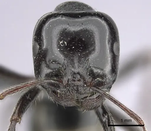 Messor ebeninus specimen CASENT0263749 image casent0263749_2