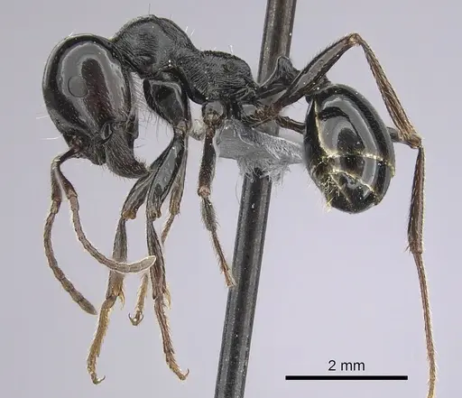 Messor ebeninus specimen CASENT0263749 image casent0263749_3