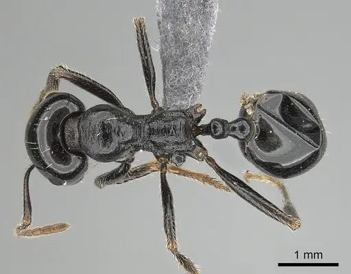Messor ebeninus specimen CASENT0264156 image casent0264156_1