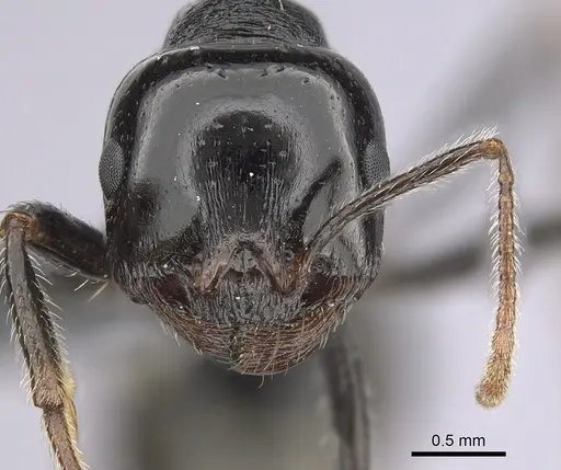 Messor ebeninus specimen CASENT0264156 image casent0264156_2