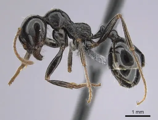 Messor ebeninus specimen CASENT0264156 image casent0264156_3