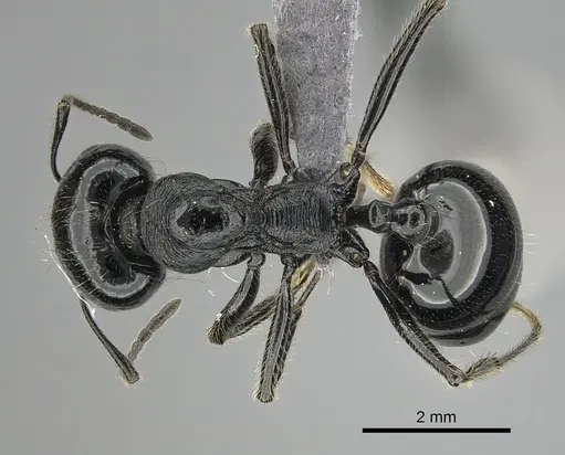 Messor ebeninus specimen CASENT0264196 image casent0264196_1