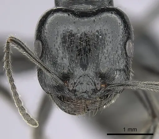 Messor ebeninus specimen CASENT0264196 image casent0264196_2