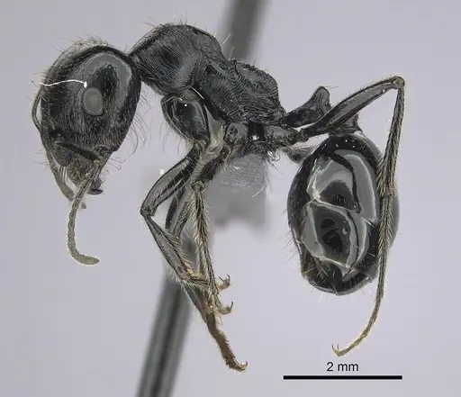 Messor ebeninus specimen CASENT0264196 image casent0264196_3