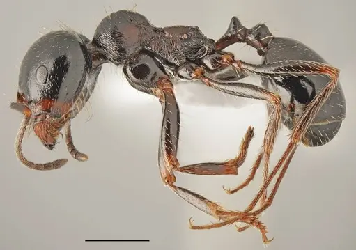 Messor ebeninus specimen CASENT0763859 image casent0763859_1