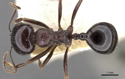 Messor ebeninus specimen CASENT0901472 image casent0901472_1
