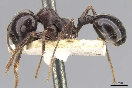 Messor ebeninus specimen CASENT0901472 image casent0901472_3