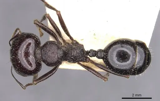 Messor ebeninus specimen CASENT0907734 image casent0907734_1