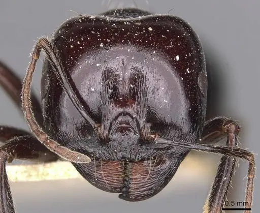 Messor ebeninus specimen CASENT0907734 image casent0907734_2