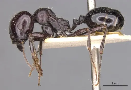 Messor ebeninus specimen CASENT0907734 image casent0907734_3