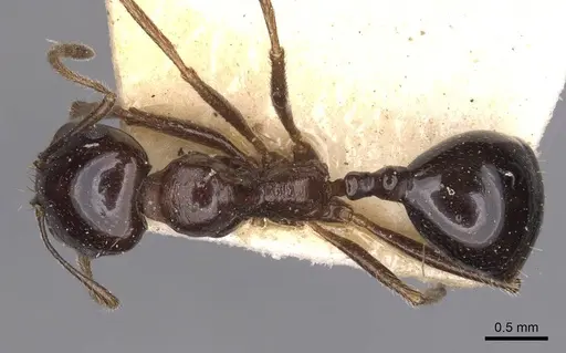 Messor ebeninus specimen CASENT0907735 image casent0907735_1