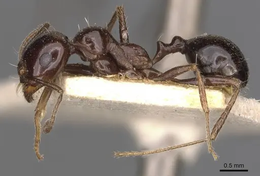 Messor ebeninus specimen CASENT0907735 image casent0907735_3