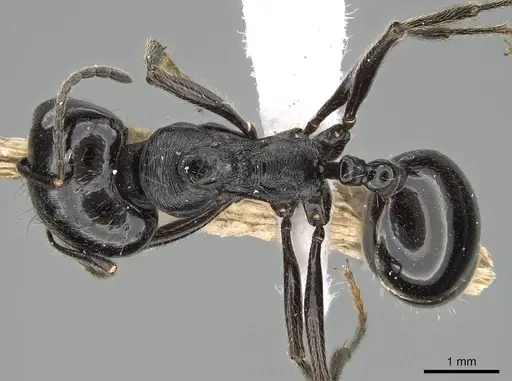 Messor ebeninus specimen CASENT0919813 image casent0919813_1