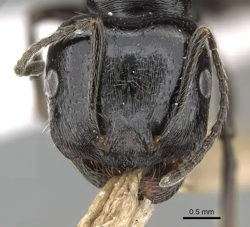 Messor ebeninus specimen CASENT0919813 image casent0919813_2