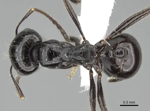 Messor ebeninus specimen CASENT0919814 image casent0919814_1