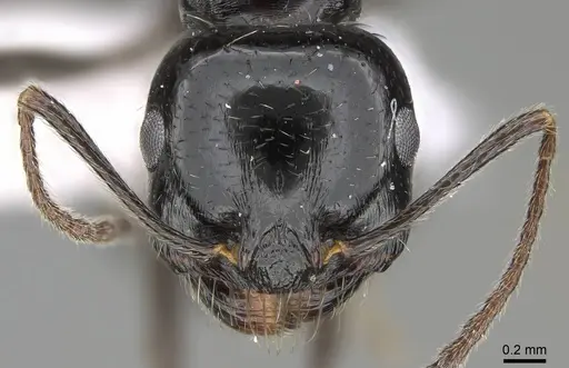 Messor ebeninus specimen CASENT0919814 image casent0919814_2