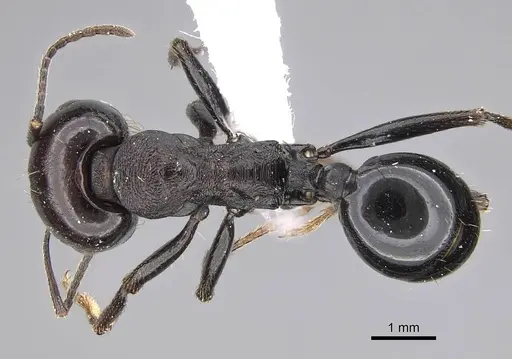Messor ebeninus specimen CASENT0922882 image casent0922882_1