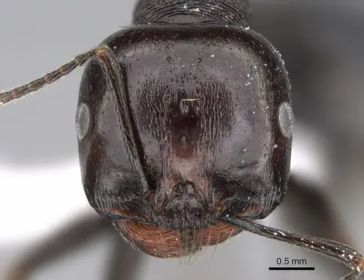 Messor ebeninus specimen CASENT0922882 image casent0922882_2