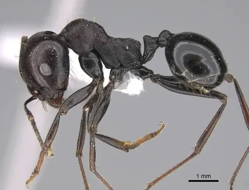 Messor ebeninus specimen CASENT0922882 image casent0922882_3