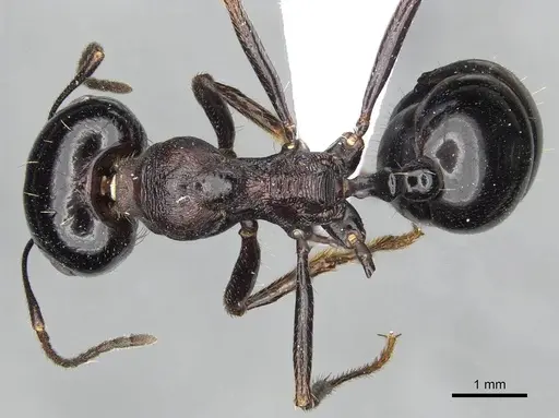 Messor ebeninus specimen CDA000109 image cda000109_1