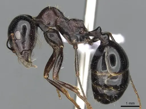 Messor ebeninus specimen CDA000109 image cda000109_3