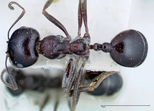 Messor ebeninus specimen FOCOL0209-1 image focol0209-1_1